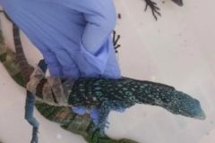 "옷가지 속 도마뱀 8마리"… 자카르타 공항서 멸종위기종 밀수하려던 20대 한국인 적발 썸네일
